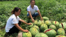 宜丰网红吃瓜事件真相,揭秘背后真相与反思
