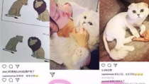 娱乐吃瓜酱虐猫博主小说,吃瓜酱小说揭秘