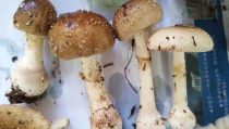 娱乐吃瓜酱毒蘑菇,毒蘑菇事件背后的真相