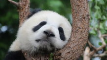 娱乐吃瓜大熊猫视频下载,萌态可掬萌翻网友