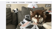 娱乐圈吃瓜小狗小说在线阅读,吃瓜小狗的甜蜜复仇之旅