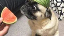 娱乐吃瓜小八哥是谁啊小说,揭秘网络小说中的神秘角色